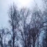 В Башкирию прилетели первые грачи