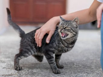 Ваш кот считает вас своей собственностью: жест, который принимают за ласку, на самом деле — метка