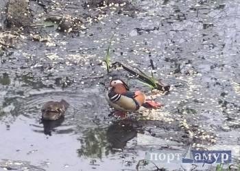 Отстрел краснокнижных уток обернулся судом для амурчан