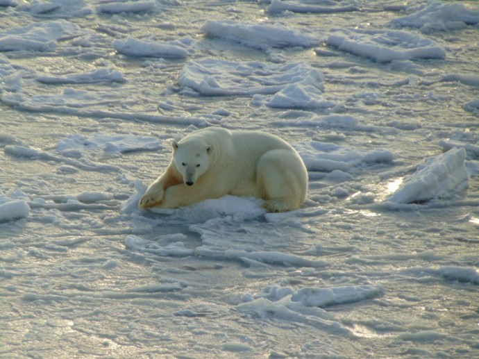 Ученые зафиксировали всплеск численности белых медведей на острове Врангеля