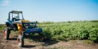 Астраханские аграрии вырастили более 400 тысяч тонн овощей и бахчевых