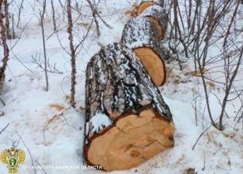 Главу предприятия осудили в Приамурье за незаконную рубку деревьев