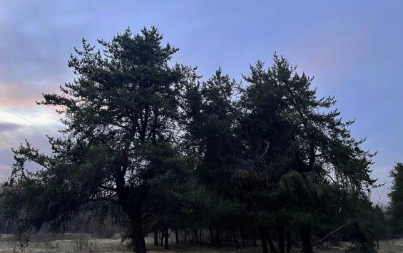 Ветераны СВО в Челябинской области смогут арендовать землю для бизнеса со скидкой Ветераны СВО в Челябинской области смогут арендовать землю для бизнеса со скидкой