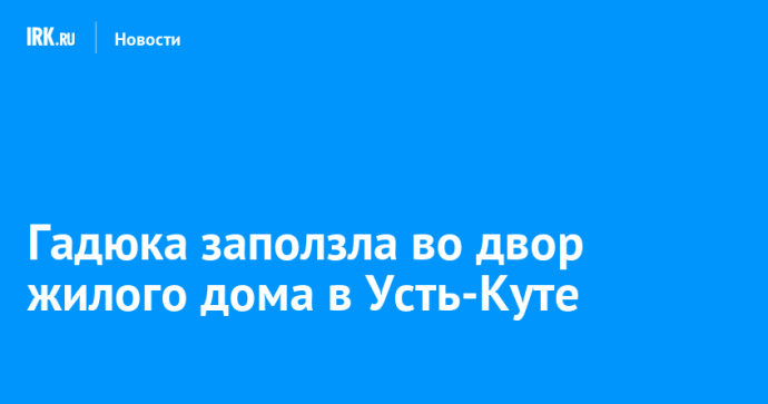 Гадюка заползла во двор жилого дома в Усть-Куте