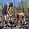 Под Курском высадили четыре тысячи молодых дубов