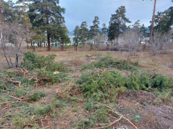 В Улан-Удэ неизвестные спилили деревья на Центральном кладбище В Улан-Удэ неизвестные спилили деревья на Центральном кладбище