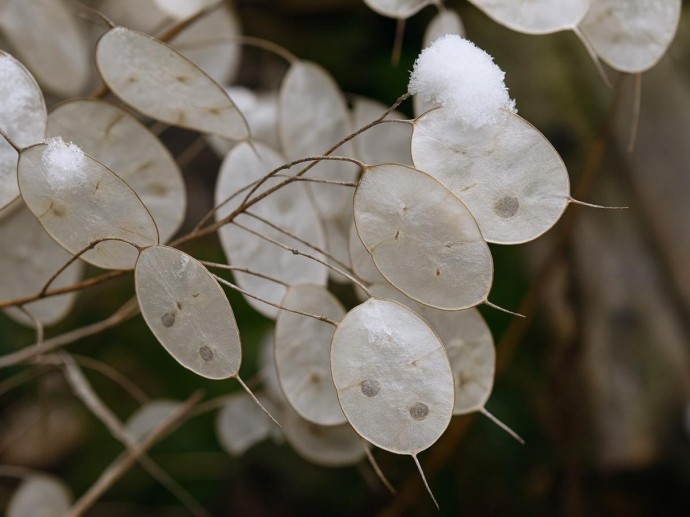 Посадите в октябре — и весной не узнаете свой сад: морозостойкое чудо для ленивых садоводов Посадите в октябре — и весной не узнаете свой сад: морозостойкое чудо для ленивых садоводов