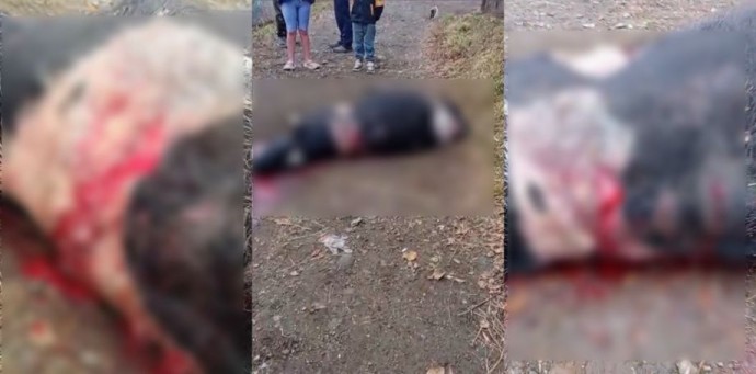 Хищник вышел к домам и задрал телёнка в Приморье