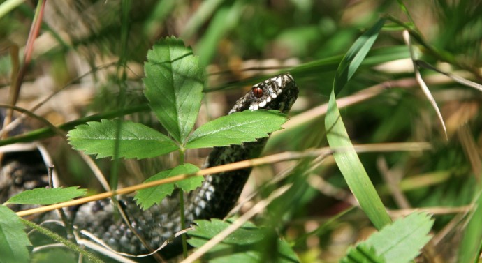 Серпентолог Черлин: На месте укуса гадюки можно сделать надрез для первой помощи Серпентолог Черлин: На месте укуса гадюки можно сделать надрез для первой помощи
