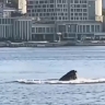 Китовое утро во Владивостоке: второй раз за неделю кит резвится в бухте Золотой Рог