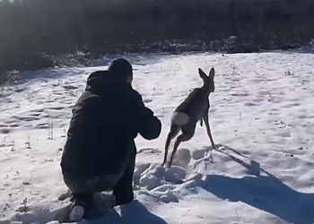 В Приамурье полицейские спасли косулю