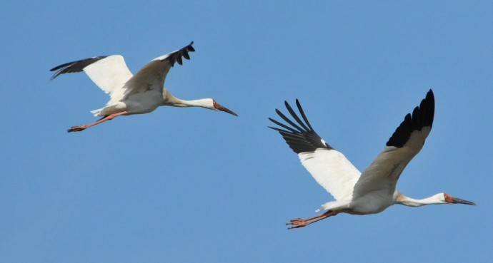 В Якутии определили шаги по реализации проекта «Полет стерха» В Якутии определили шаги по реализации проекта «Полет стерха»