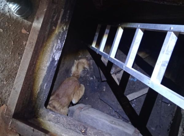 В Забайкалье спасли оказавшихся в ловушке собак В Забайкалье спасли оказавшихся в ловушке собак