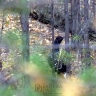 В Забайкалье запретили весеннюю охоту