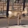 Косуля устроила забег в центре российского города