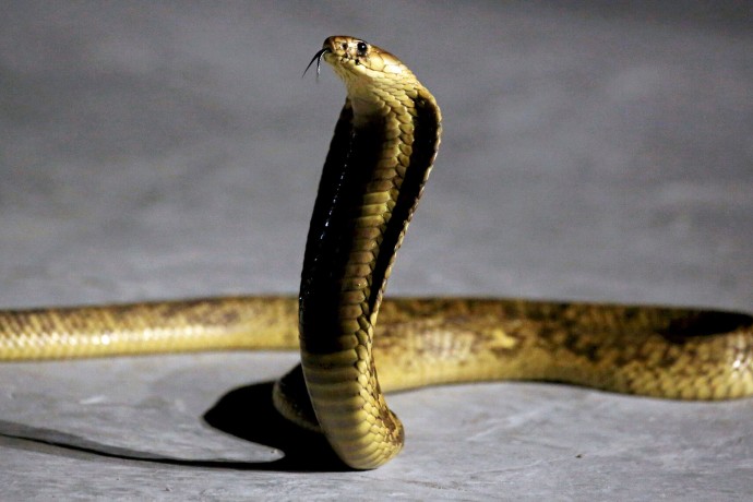 Подросток из Пушкино держал дома смертельно опасных экзотических змей Подросток из Пушкино держал дома смертельно опасных экзотических змей