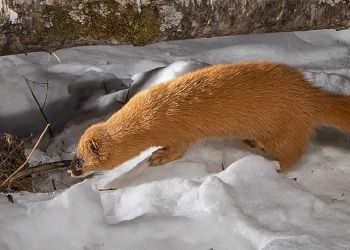 Колонков стали чаще «ловить» камеры в Приамурье