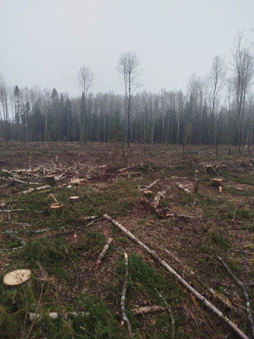 В Ярославской области суд обязал лесозаготовителя заплатить за уничтожение среды обитания животных