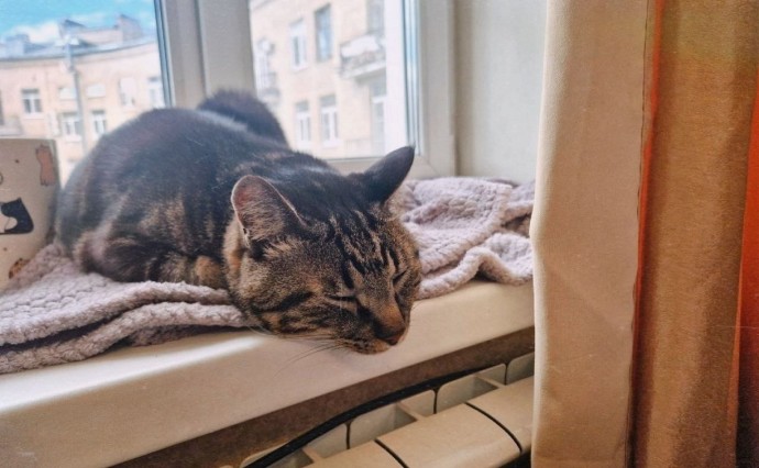 Госдума готовится увеличить штрафы за несоблюдение правил содержания животных