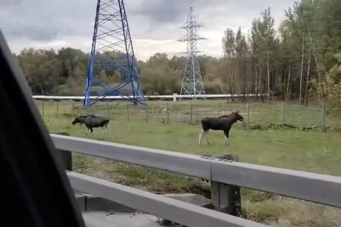 Двух лосей заметили у МКАД возле Измайлово