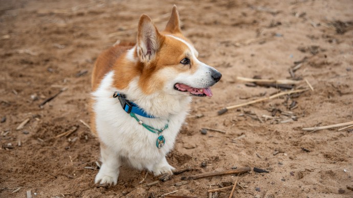 Петербуржцев оштрафовали на 54 тысячи рублей за нарушение новых правил выгула собак