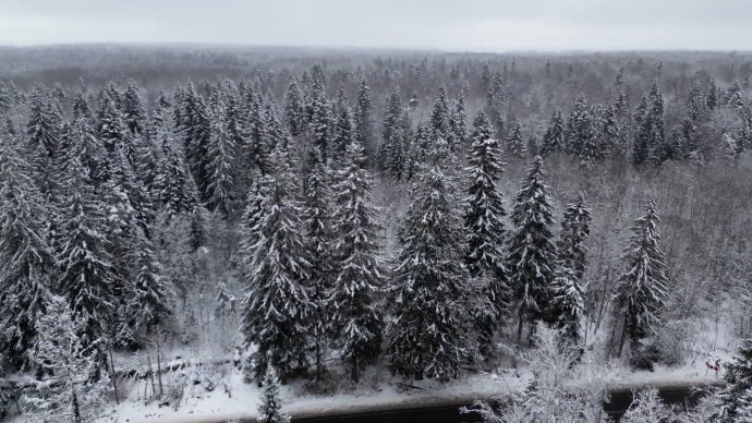 Новогодняя ель для Дворцовой площади выросла в 100 километрах от Петербурга Новогодняя ель для Дворцовой площади выросла в 100 километрах от Петербурга