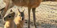Редкий вид крокодила поселился в зоопарке Астрахани — горожанам предложили придумать ему имя