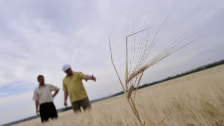В Удмуртии приступят к уборке посевов после неблагоприятных погодных условий