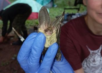 Семь видов летучих мышей обнаружили в Хингано-Архаринский заказнике