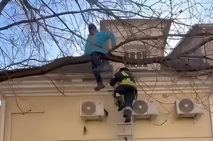 В Москве спасатели сняли с дерева курьера