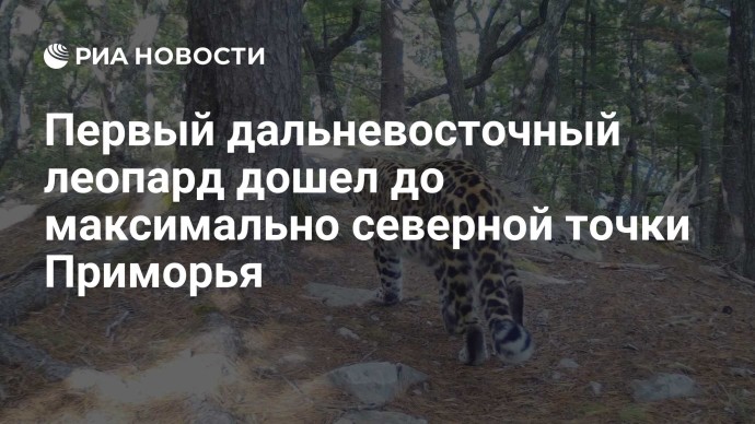 Первый дальневосточный леопард дошел до максимально северной точки Приморья
