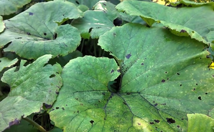 Почему на Сахалине растут гигантские растения?