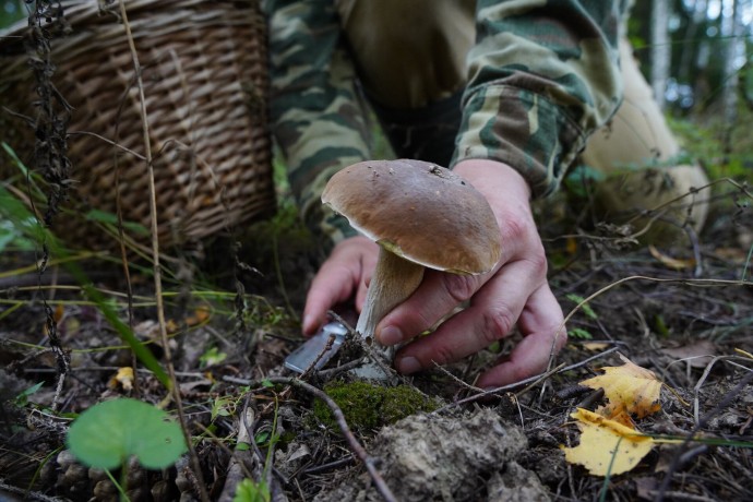 Глазков: В столичном регионе начался грибной бум