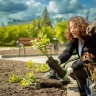В Курске на улице Сонина высадили 700 кустов роз
