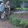 Александровский сад украсили спиреи, дерен и гортензии