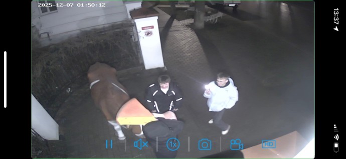 Хулиганы отобрали у знаменитой костромской коровы сыр Хулиганы отобрали у знаменитой костромской коровы сыр