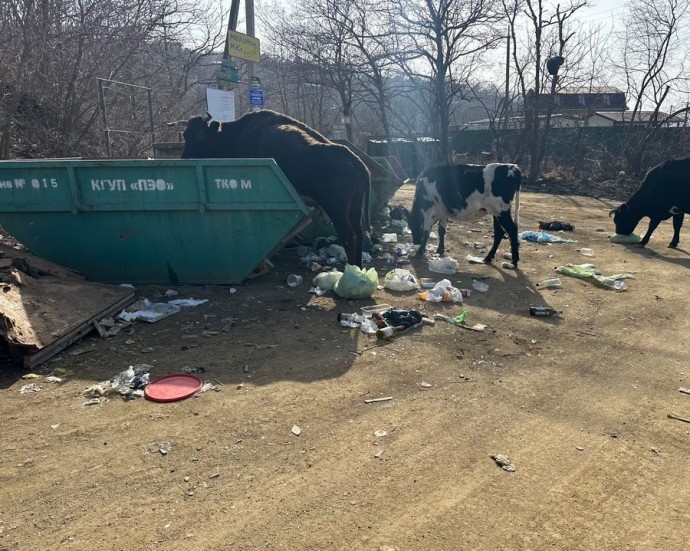 Хасанский округ превращается в огромную мусорную свалку
