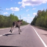 Новгородцам следует быть бдительнее из-за возможного выхода животных на дороги