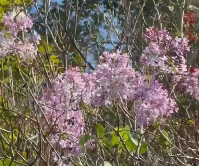 В конце сентября в Тульской области расцвела сирень