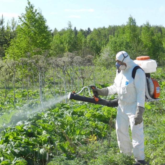 В Ярославской области усилят работу по противодействию распространению борщевика В Ярославской области усилят работу по противодействию распространению борщевика
