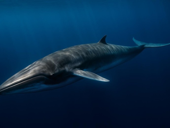 Сердце весом в полтонны и нервы, которые не рвутся: тайна сверхживучего существа из глубин Сердце весом в полтонны и нервы, которые не рвутся: тайна сверхживучего существа из глубин