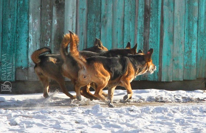 Детей в отдалённом селе Бурятии застращали собаки