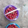 Какие растения нужно посадить рядом с клубникой, а какие категорически нельзя