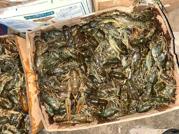 У астраханца в гараже обнаружили более тонны раков У астраханца в гараже обнаружили более тонны раков