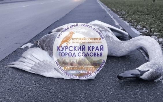 В Курске на улице Просторной нашли мёртвого лебедя со следами крови