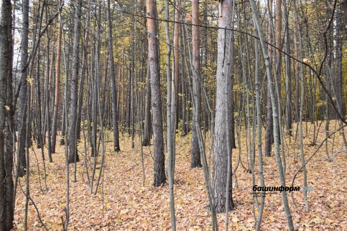 В Башкирию придёт похолодание