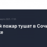 Низовой пожар тушат в Сочинском нацпарке