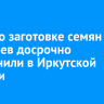 План по заготовке семян деревьев досрочно выполнили в Иркутской области