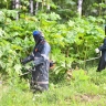 Кампания по борьбе с борщевиком начинается в Ярославской области