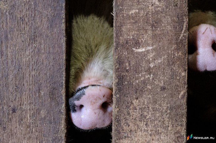 В Кировской области стало больше свиней